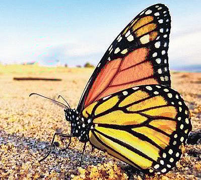 மீண்டு வரும் மொனார்க் வண்ணத்துப்பூச்சிகள்