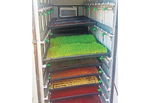 19 ரூபாய் செலவில் 8 கிலோ பசுந்தீவனம்