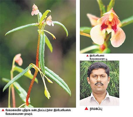 மேகமலையில் புதிய வகை தாவரம் கண்டுபிடிப்பு: பல்கலை. மாணவர்கள் தேடலுக்கு சர்வதேச அங்கீகாரம்