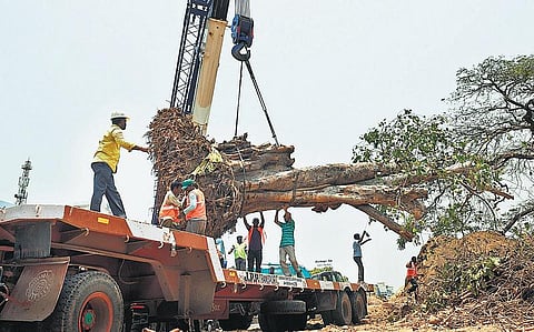 கோவை பார்க்கேட் சிக்னலில் ரவுண்டானா அமைப்பதற்காக நஞ்சப்பா சாலையில் இருந்த 4 மரங்கள் வேறு இடத்தில் மறுநடவு