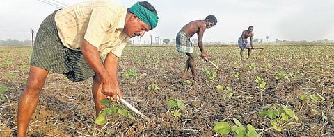 தண்ணீர் பற்றாக்குறையை சமாளிக்க பருத்தி சாகுபடிக்கு மாறிய விவசாயிகள் - குறைந்த தண்ணீர் போதுமானது; பராமரிப்பு செலவும் குறைவு