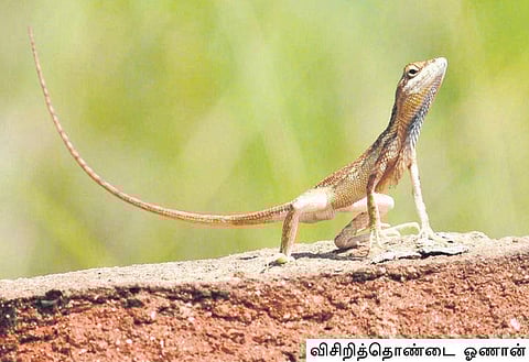 தமிழகத்துக்குப் பெருமை சேர்க்கும் புதிய விசிறித்தொண்டை ஓணான்