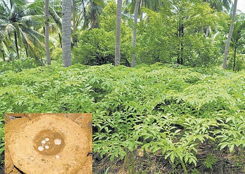 அந்தமான் விவசாயம் 30: எக்காலத்துக்கும் ஏற்ற கிழங்கு வகைகள்