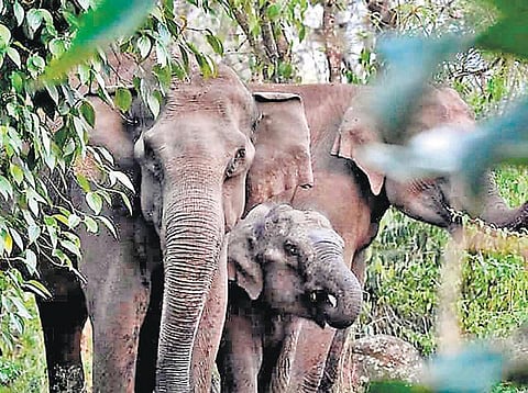 கொடைக்கானல் மலைகிராமத்தில் முகாமிட்டுள்ள காட்டு யானைகள்: தோட்டப்பணிகளுக்குச் செல்ல முடியாமல் மக்கள் அச்சம்