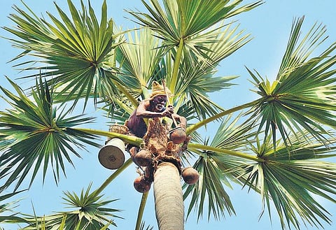 வறட்சியால் பதநீர் உற்பத்தி கடும் பாதிப்பு: அழிவின் விளிம்பில் பாரம்பரிய பனைத் தொழில்