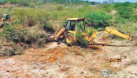 உவர் நிலத்தின் ஆலகால விஷத்தை உண்டது சீமைக்கருவேல மரங்கள்: ஆச்சர்யமூட்டும் ஓர் ஆய்வு