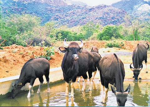 சுட்டெரிக்கும் கோடை வெயிலால் தண்ணீரை தேடி அலையும் வன விலங்குகள்: தொட்டிகள் அமைத்து நீர் நிரப்பும் வனத்துறை