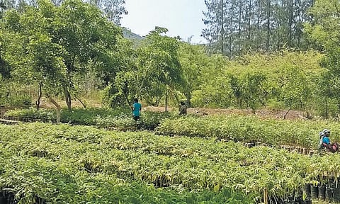 கடும் வறட்சியில் ‘கை’ கொடுக்கும் காடு வளர்ப்புத் திட்டம்: முறையாக பராமரித்தால் மழை வளம் பெருக வாய்ப்பு