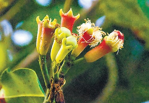 அந்தமான் விவசாயம் 32: அங்கக முறையில் மணப்பயிர்கள் சாகுபடி