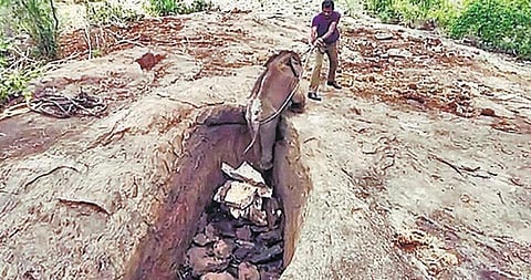 தேன்கனிக்கோட்டை அருகே 15 அடி பள்ளத்தில் விழுந்த குட்டி யானை மீட்பு