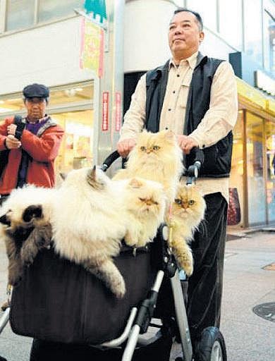 உலக மசாலா: பூனைகளுக்காகக் குரல் கொடுக்கும் மனிதர்!