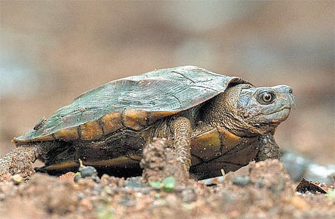 வான் மண் பெண் 04: ஆமை சுமந்திருக்கும் பெயர்!