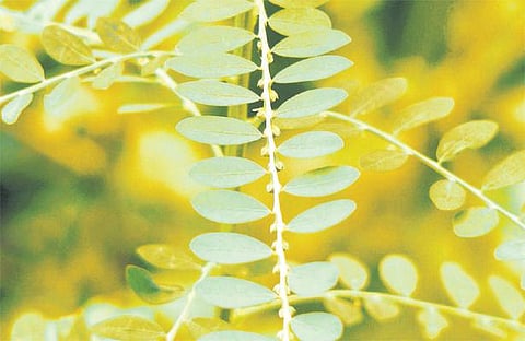 மாடியில் மூலிகைக் காடு: வாழ்வின் மேன்மைக்கு கீழாநெல்லி!