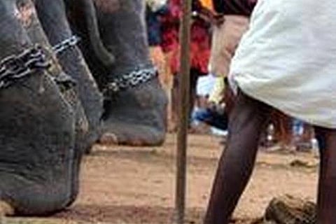 கேரளா திருச்சூர் பூரம் விழாவில் யானைகள் துன்புறுத்தல்: பீட்டா குற்றச்சாட்டு