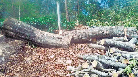 குந்தா பகுதியில் மரங்கள் வெட்டிக் கடத்தல்