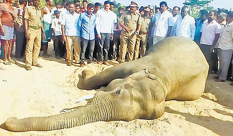 தளி அருகே ஆண் யானை உயிரிழப்பு: மின்சாரம் தாக்கி இறந்ததா என விசாரணை