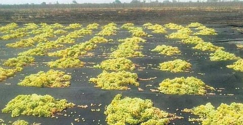 விளைச்சல் பெருக்கத்தினால் விலை வீழ்ச்சி: பலதரப்பு இழப்புகளைச் சந்திக்கும் விவசாயிகள்