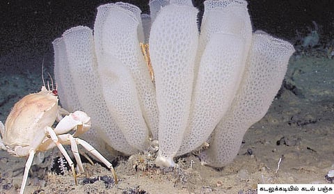 காரணம் ஆயிரம்: பரிசாக மாறும் பூக்கூடை பூச்சி