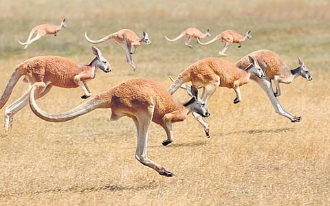 விலங்குகளின் ரகசியங்கள்!