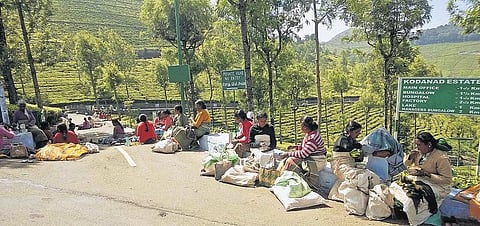 ஜெயலலிதா மரணம்; சிறையில் சசிகலா- கோடநாடு எஸ்டேட் தொழிலாளர் வாழ்வாதாரம் கேள்விக்குறி