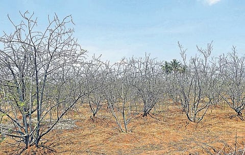 திண்டுக்கல்லில் வறட்சியால் கருகிய முருங்கை மரங்கள்: கவலையில் விவசாயிகள்