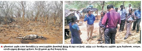 காவிரி கரையோரம் தொடரும் கால்நடை உயிரிழப்புகள்: மழைக்காலம் வரை அரசு இலவச தீவனம் வழங்க கோரிக்கை