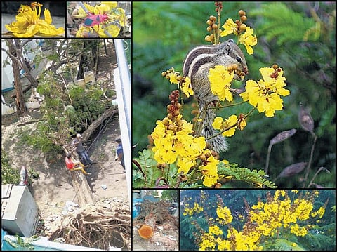 இயற்கை நேசம்: வாகையை இழந்தோம்