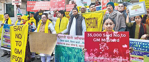 விரைவில் மரபணு மாற்ற கடுகு...?