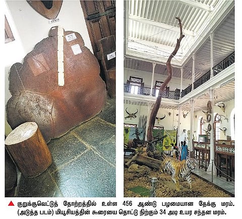 வரலாற்று சாட்சியமாக விளங்கும் 456 ஆண்டு தேக்கு மரம்