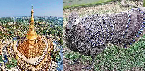 ஊர்ப் புதிர் 07: மரங்கள் நிறைந்த நாடு!