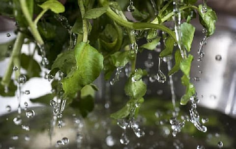 28,000 மருத்துவக் குணம் கொண்ட தாவரங்களில் 16% மட்டுமே பயன்படுத்துகிறோம்: ஆய்வறிக்கை