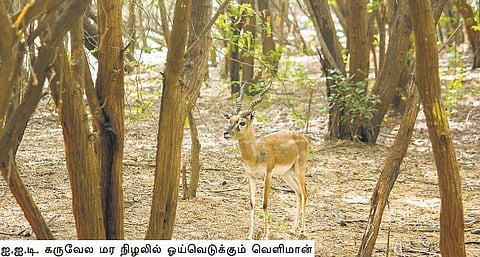 அழிக்கப்படுவது சீமைக் கருவேலம் மட்டுமா?