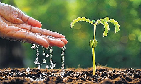 குறுந்தொடர் - விதை: இரண்டு லட்சம் நெல் ரகங்கள் எங்கே போயின?