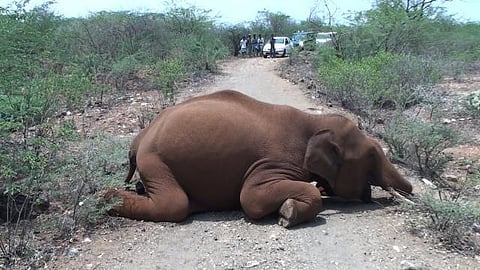 உயர் அழுத்த மின்சாரம் தாக்கி மீண்டும் ஒரு காட்டுயானை பலி: காரணமானவர்கள் மீது நடவடிக்கை எடுக்க வனத்துறை தயக்கம்?