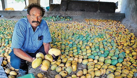 ஓட்டல் அதிபருக்குப் பெருமை தேடித் தரும் இமாம்பசந்த் - பன்றிகள், மண்புழு உதவியோடு இயற்கை முறையில் சாதனை