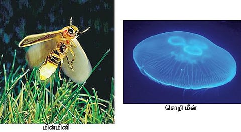 கேள்வி மூலை 31: வெப்பம் உமிழாத ஒளி உலகில் உண்டா?