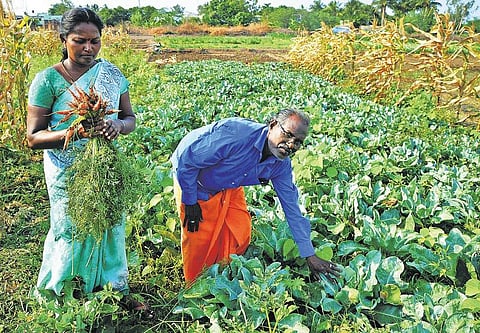 அச்சிறுப்பாக்கம் பேரூராட்சி பகுதியில் கருவேல மரங்களை அகற்றி காய்கறி சாகுபடி