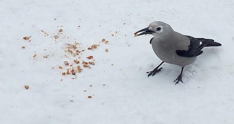 காரணம் ஆயிரம்: மரம் வளர்க்கும் அதிசயப் பறவை!