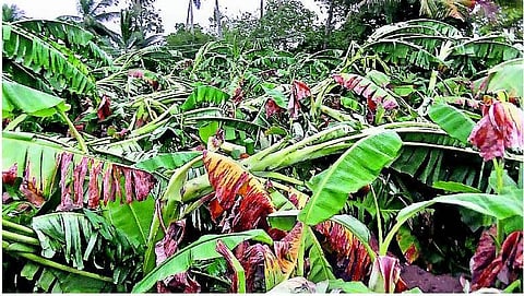 கமுதியில் சூறைக்காற்றுடன் திடீர் மழை: ரூ.10 லட்சம் மதிப்பிலான வாழை மரங்கள் சேதம்