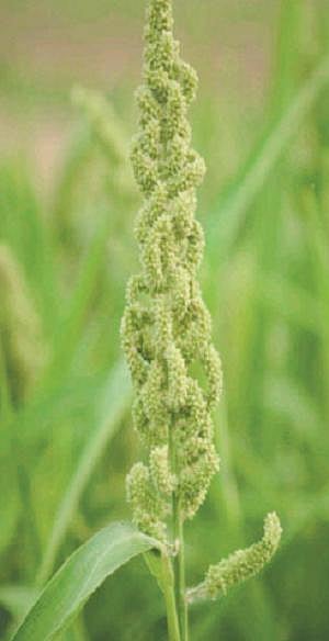 தென்மாவட்டங்களில் நெல்லுக்கு மாற்றாக குதிரைவாலி சாகுபடி அதிகரிப்பு: வறட்சியைத் தாங்கி வளரக்கூடியது