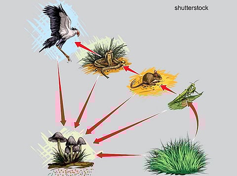 தொட்டனைத்து ஊறும் அமிழ்தம் 34: எதுவும் தனித்து வாழ்வது சாத்தியமில்லை