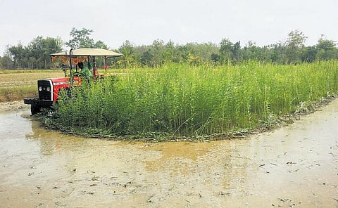 சனப்பு தெளிக்கச் சரியான நேரம்: தழைச்சத்துக்கு ஊட்டம் கிடைக்கும்