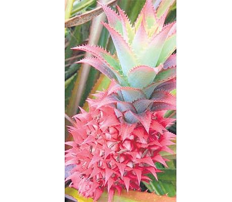 உலக மசாலா: மஞ்சள் அன்னாசி vs இளஞ்சிவப்பு அன்னாசி