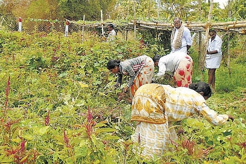 வறட்சியை வெல்லும் இயற்கை விவசாயி