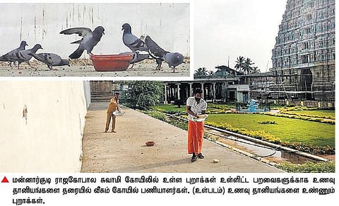 வறட்சியால் இரை தேட முடியாத பறவைகள் பசியாற கடல் கடந்து உதவி