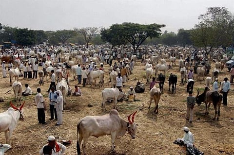 வரப்போகிறதா மாட்டு வங்கி?- மாட்டிறைச்சி விற்பனை தடையின் பின்னணி
