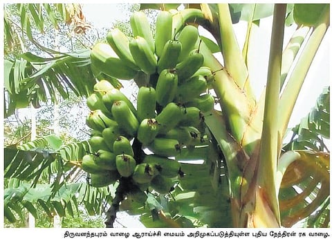 ஒரு வாழைப்பழத்தை ஒரு ஆள் சாப்பிட முடியாது: கேரளத்தைக் கலக்கும் புதிய ரக வாழை