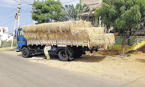 குமரியில் வைக்கோலுக்கு கடும் தட்டுப்பாடு: தீவனத்துக்கு வழியின்றி மாடுகளை விற்கும் அவலம் - புதுச்சேரி வைக்கோலை வாங்க போட்டா போட்டி