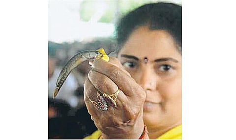 மீன் மருந்தை பெறுவதற்கு ஹைதராபாத்தில் ஆயிரக்கணக்கில் குவிந்த ஆஸ்துமா நோயாளிகள்