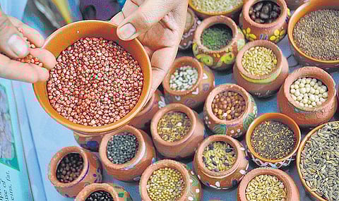 நகரவாசிகளும் விதைகளைப் பாதுகாக்கலாம்